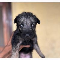 Purebred German Shepherd Puppies Available