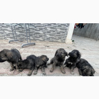 Female Purebred Caucasian Shepherd - 1-3 months old, smart and brilliant