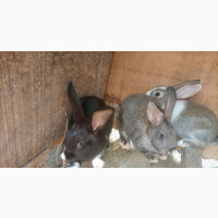 Rabbits - 8 Weeks Old, Dutch and Chestnut Breed