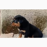 Female Purebred Rottweiler Puppy for Sale - 1-3 Months Old