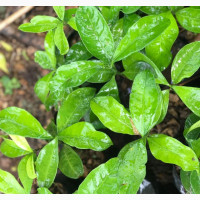 Hybrid Bitter Kola Seedlings