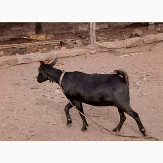 Matured Female She Goat