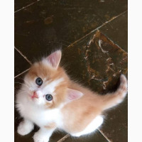 1-3 months Female Purebred Persian