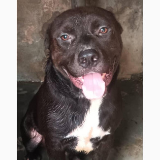 1+ year Male Purebred American Pit Bull Terrier