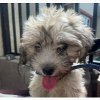 3-6 months Male Purebred Lhasa Apso
