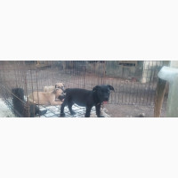 Female Purebred Boerboel Puppies Available