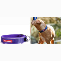 Ezydog XL PURPLE Neo Classic Collar Strong Reflective