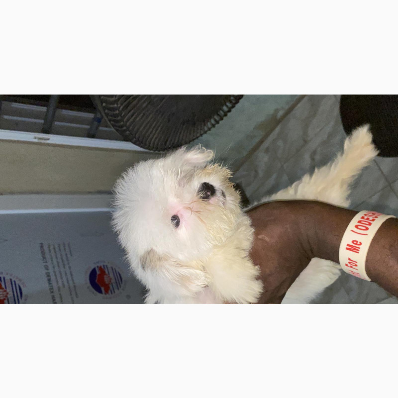 Фото 1/1. Lhasa Apso Female Puppy 1-3 Months