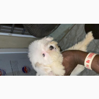 Lhasa Apso Female Puppy 1-3 Months
