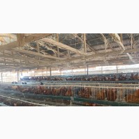 Big Poutry and Fish Farm for Sale at Awka Capital City
