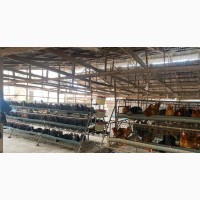 Big Poutry and Fish Farm for Sale at Awka Capital City