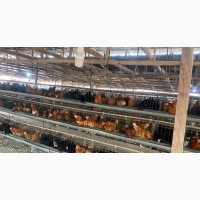 Big Poutry and Fish Farm for Sale at Awka Capital City