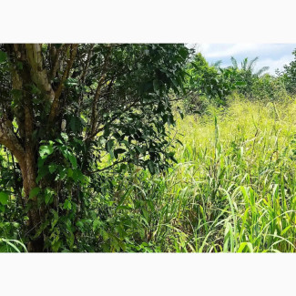 For Sale; Acres of Farm Land in Abeokuta North