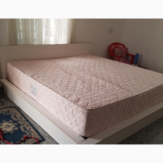 Royalfoam Gallant Only
