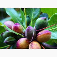African Almond Seedlings - Get Improved Seedlings at Jovar ResourcesTM