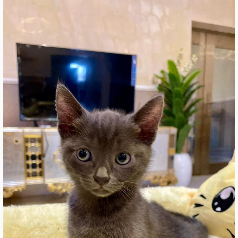 Фото 1/1. 1-3 months Male Purebred Russian Blue