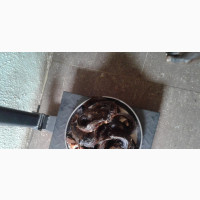 Oven Dried Catfish - Cleaned and Degutted