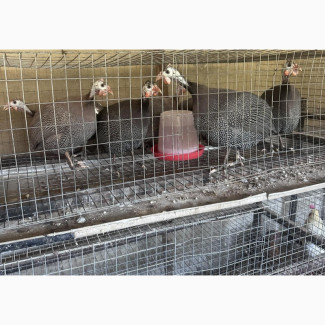 Guinea Fowls for Sale - 20 Available