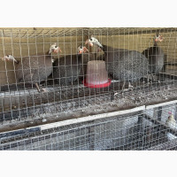 Guinea Fowls for Sale - 20 Available