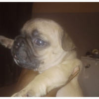 1-3 months Male Purebred French Bulldog