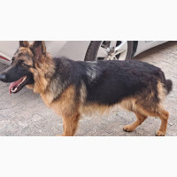 Female Purebred German Shepherd - 6-12 months old