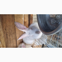 Exotic Rabbit Breeds for Sale