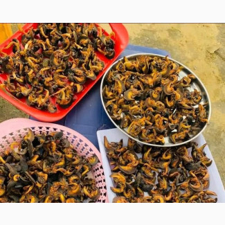 Ovendried Snails