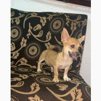 1-3 months Male Purebred Chihuahua