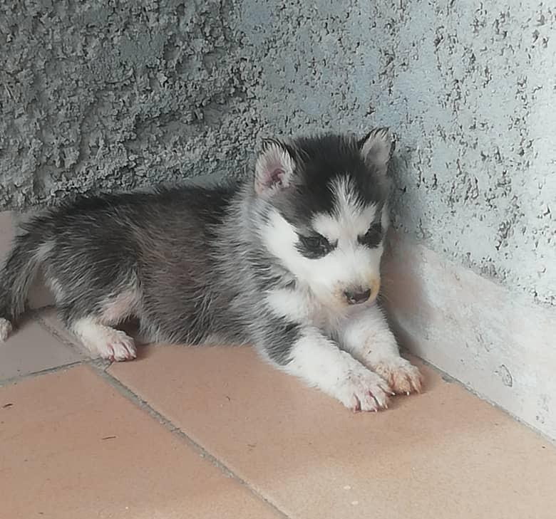Фото 1/1. Female Siberian Husky Puppy 1-3 Months Old