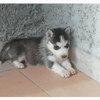 Female Siberian Husky Puppy 1-3 Months Old