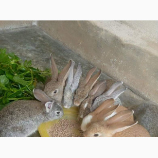 Exotic Breeds of Rabbit Available - Quality Stock