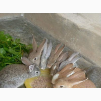 Exotic Breeds of Rabbit Available - Quality Stock