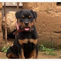 1-3 months Male Purebred Rottweiler