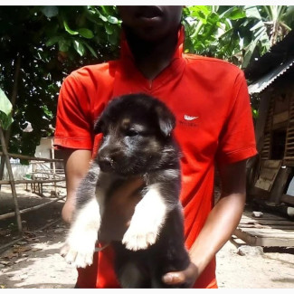 Female Purebred German Shepherd Puppy for Sale