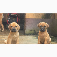 Purebred Boerboel Puppies for Sale - Female
