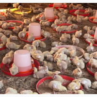 Broiler Chicken for Sale