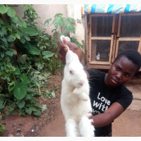 Pedigree Rabbits and Bunnies for Sale
