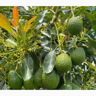 Hass Avocado