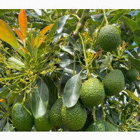 Hass Avocado