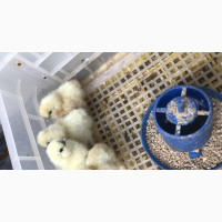 Day Old Silky Chickens for Sale - Quality and Affordable