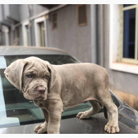 Neapolitan Mastiff Purebred Female Available