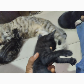 Female American Shorthair Kitten for Sale