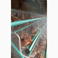 Battery Cage for Layers With Full Accessories