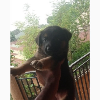 German Shepherd Female Puppy 1-3 Months Old