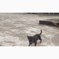 German Shepherd Puppies for Sale