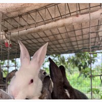 Matured Rabbits for Sale