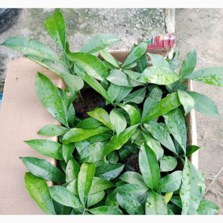 Bitter Cola Seedlings - High Quality Seeds