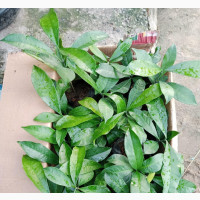 Bitter Cola Seedlings - High Quality Seeds