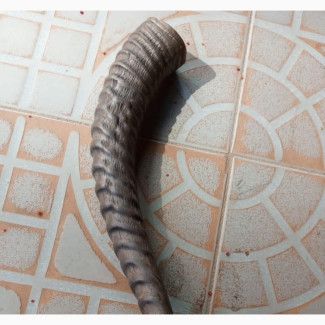 Original Buffalo Horn (Mpi Atu Eze)