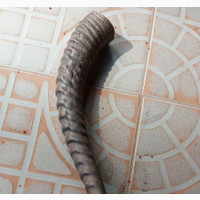 Original Buffalo Horn (Mpi Atu Eze)